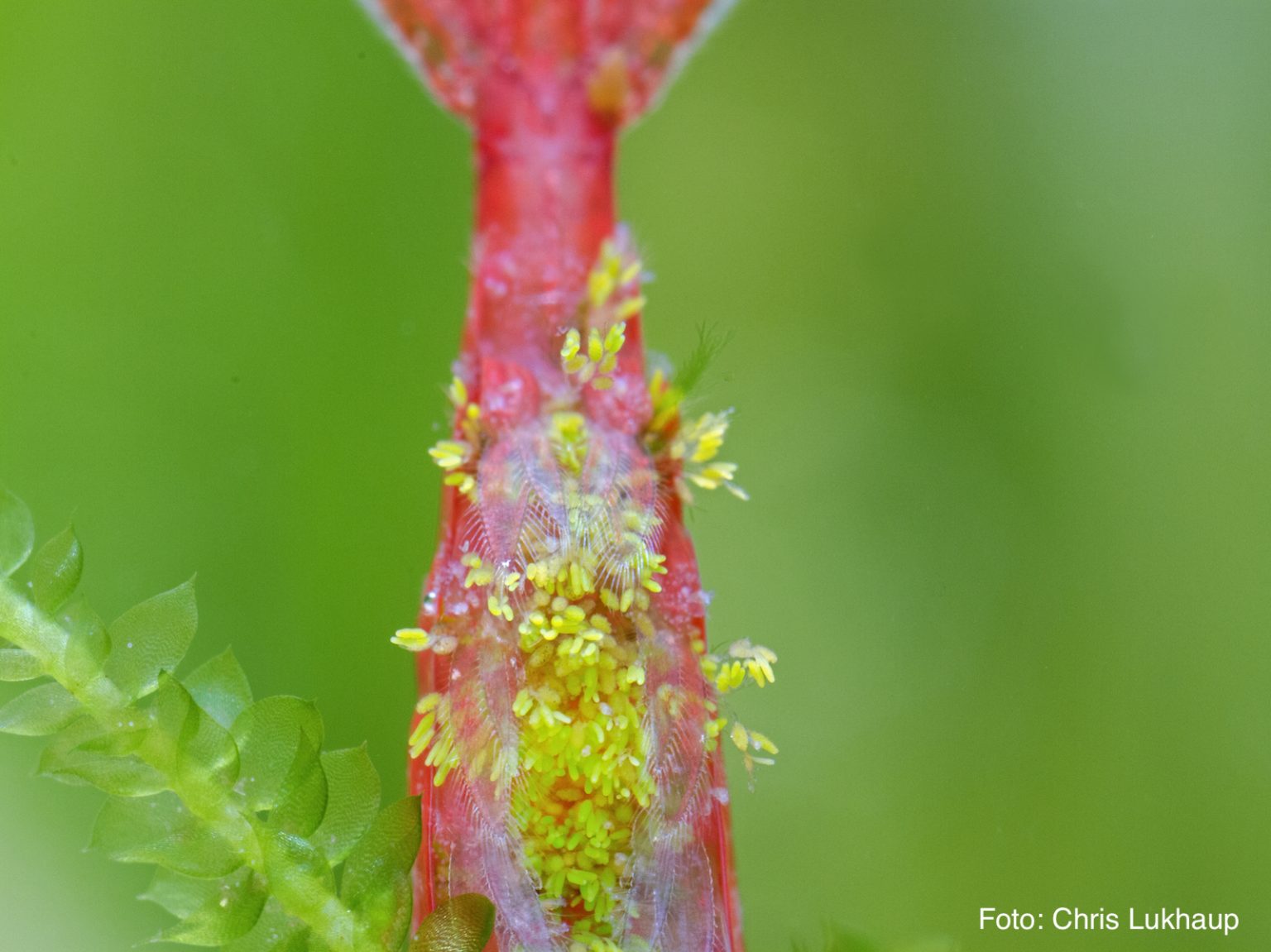 Green Fungus - Love 4 Shrimps