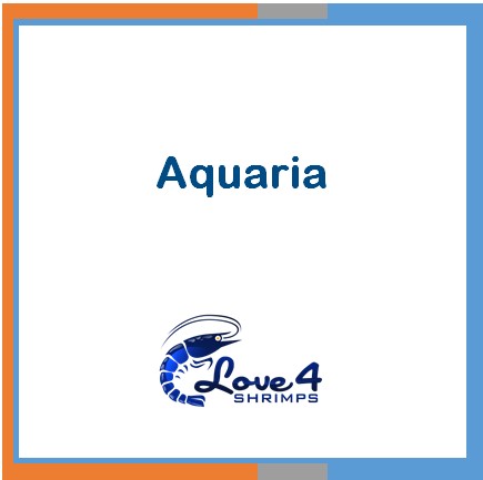 Love 4 Shrimps