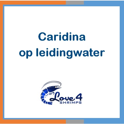 Love 4 Shrimps