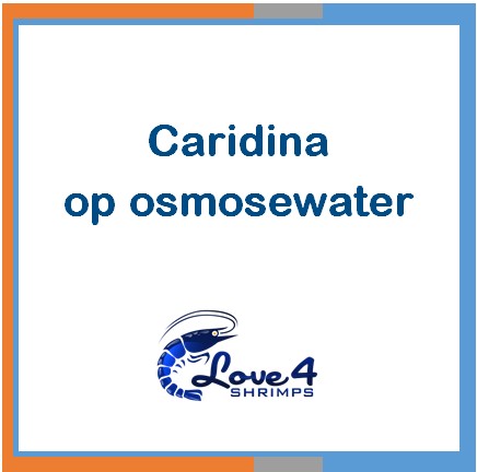 Love 4 Shrimps
