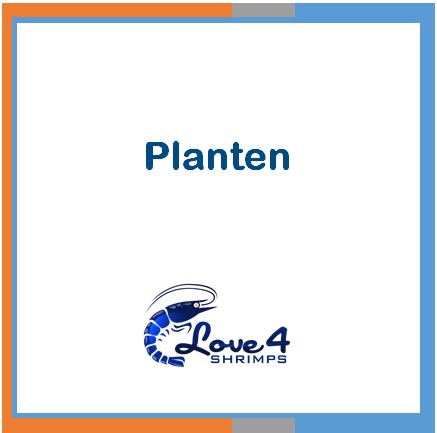 Love 4 Shrimps
