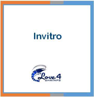 Love 4 Shrimps