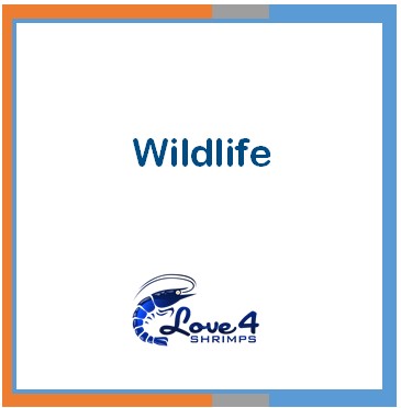 Love 4 Shrimps
