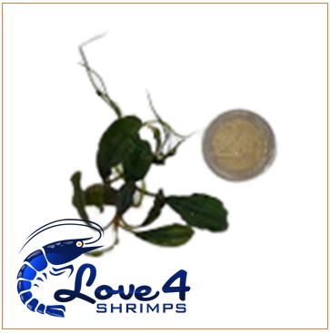Love 4 Shrimps
