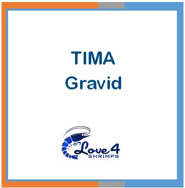 Love 4 Shrimps