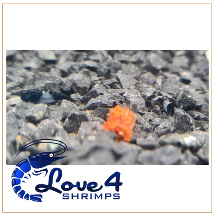 Love 4 Shrimps