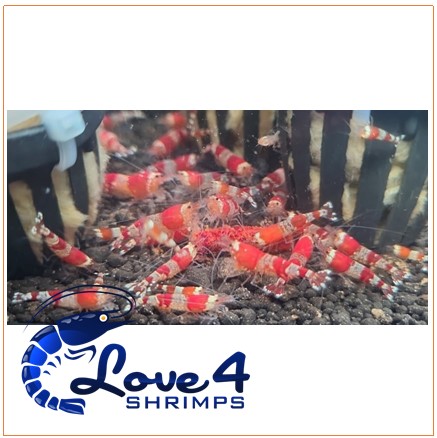 Love 4 Shrimps