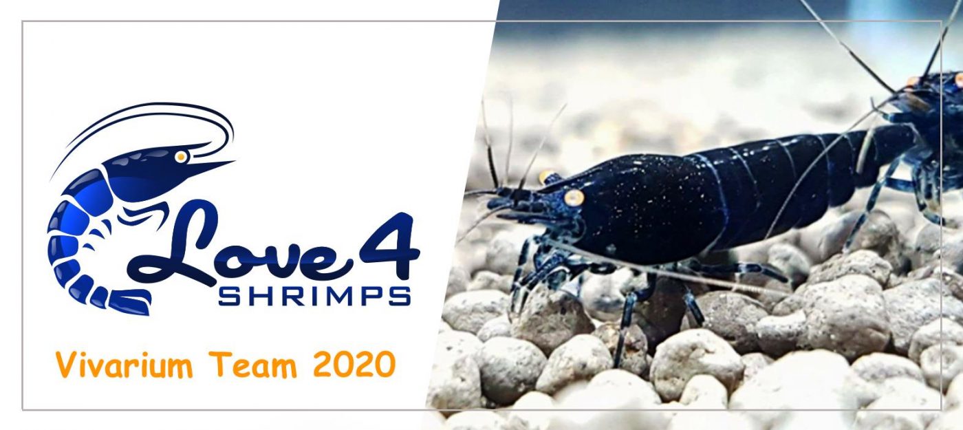 Love 4 Shrimps
