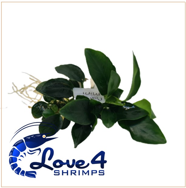 Love 4 Shrimps