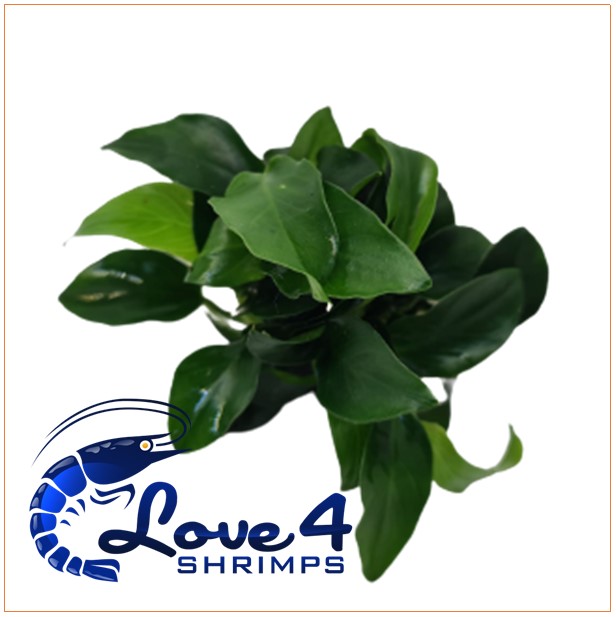 Love 4 Shrimps