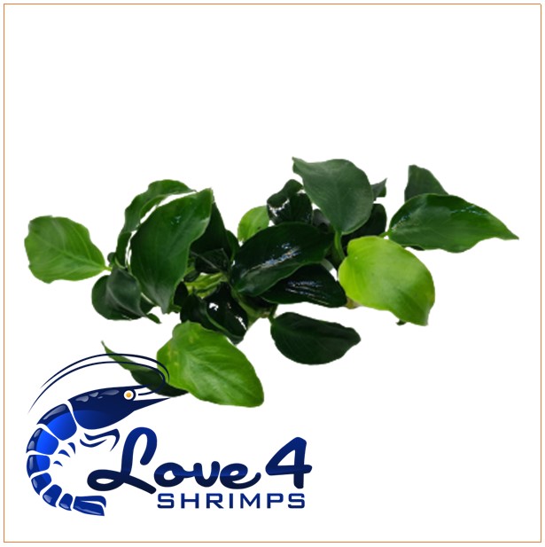 Love 4 Shrimps