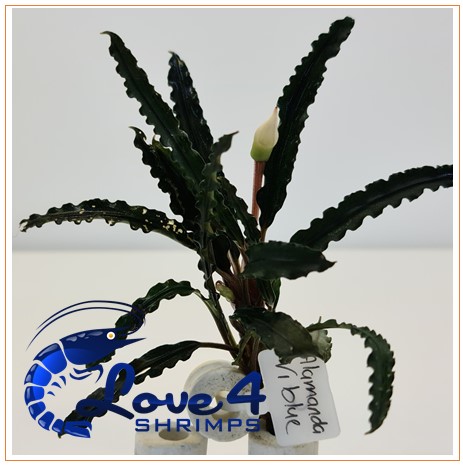 Love 4 Shrimps