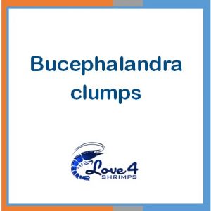 Bucephalandra clumps