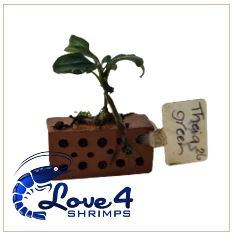 Love 4 Shrimps