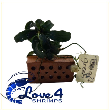 Love 4 Shrimps