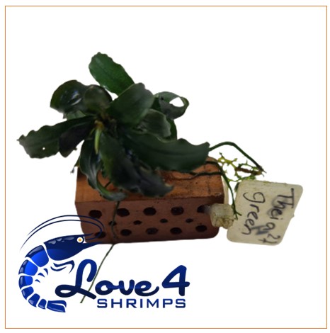 Love 4 Shrimps