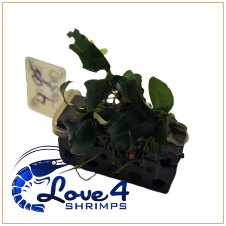 Love 4 Shrimps