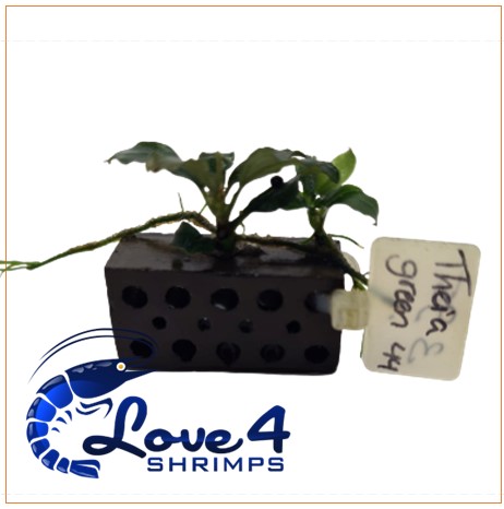 Love 4 Shrimps