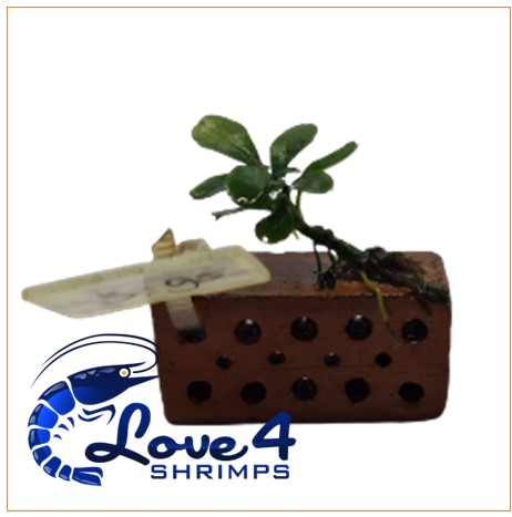 Love 4 Shrimps