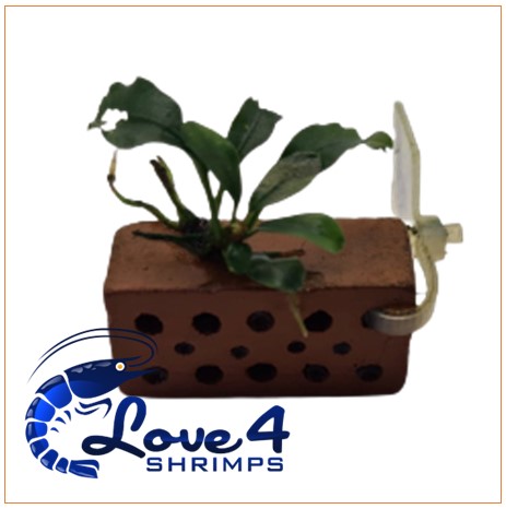 Love 4 Shrimps