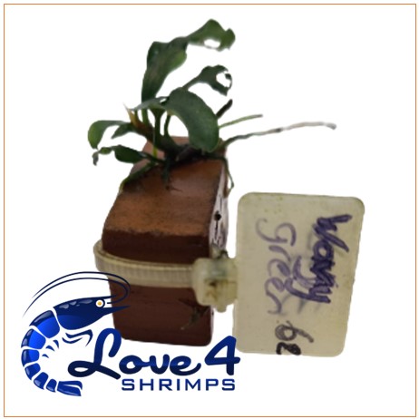 Love 4 Shrimps