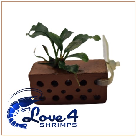 Love 4 Shrimps