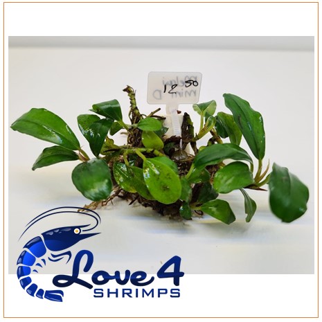 Love 4 Shrimps