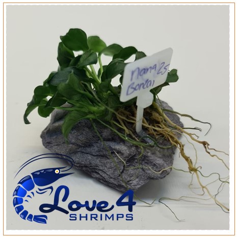 Love 4 Shrimps
