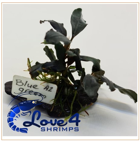 Love 4 Shrimps