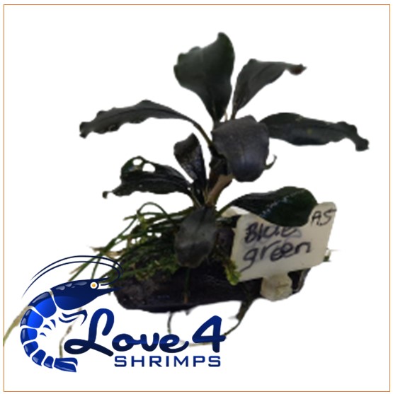Love 4 Shrimps