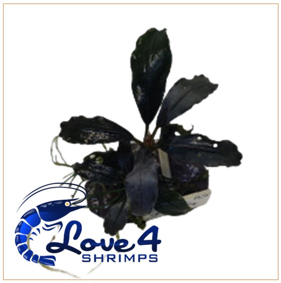 Love 4 Shrimps
