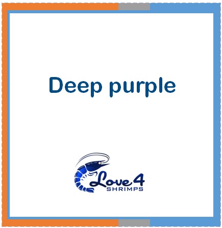 Love 4 Shrimps
