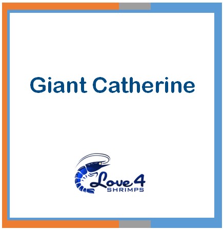 Love 4 Shrimps