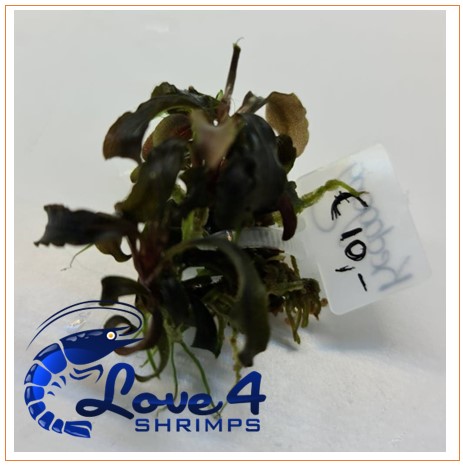 Love 4 Shrimps