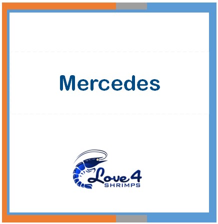 Love 4 Shrimps