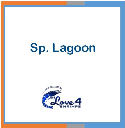 Love 4 Shrimps