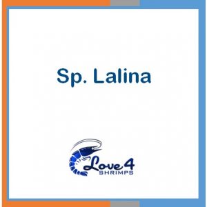Sp. Lalina