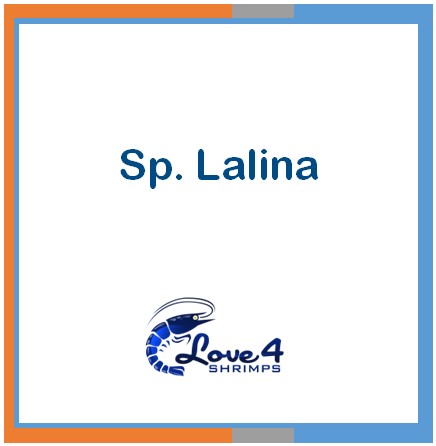 Love 4 Shrimps