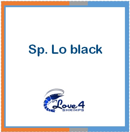 Love 4 Shrimps