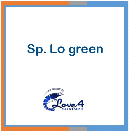 Love 4 Shrimps