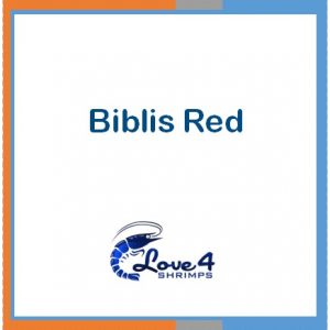 Biblis Red