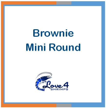 Love 4 Shrimps