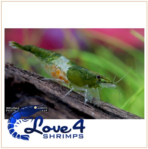 Love 4 Shrimps