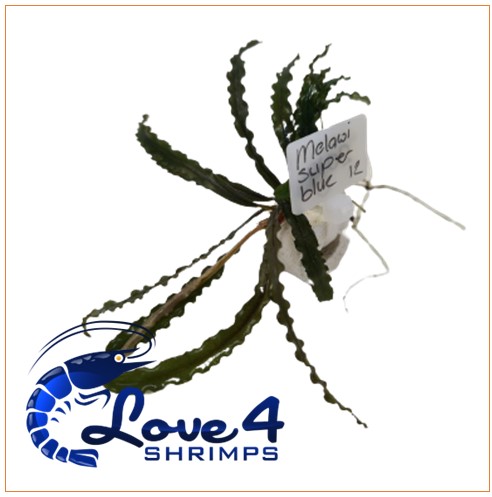 Love 4 Shrimps