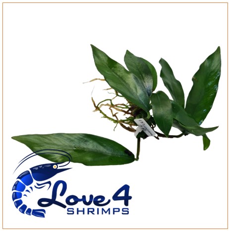 Love 4 Shrimps