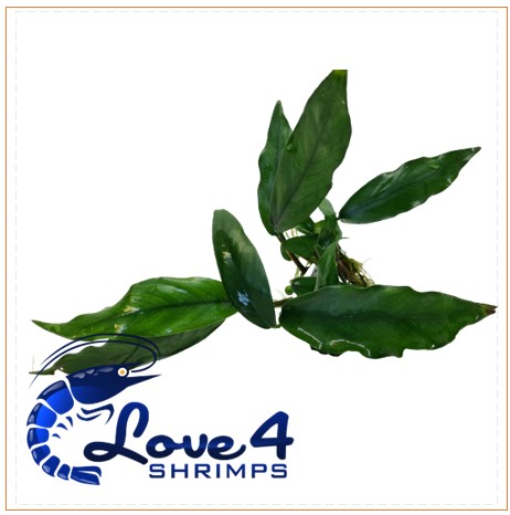 Love 4 Shrimps