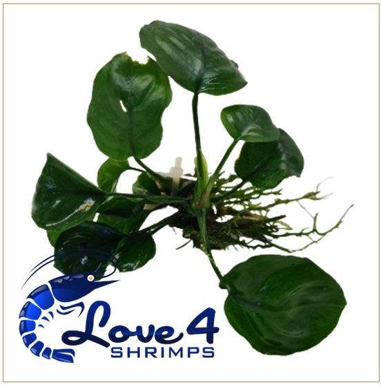 Love 4 Shrimps