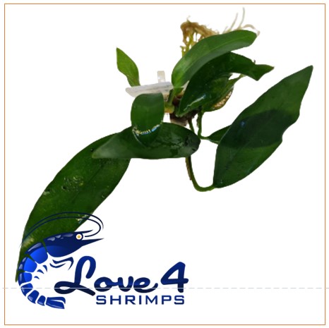 Love 4 Shrimps