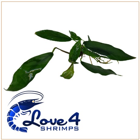 Love 4 Shrimps