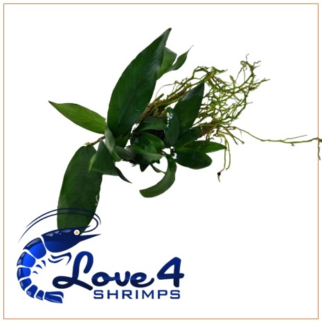 Love 4 Shrimps